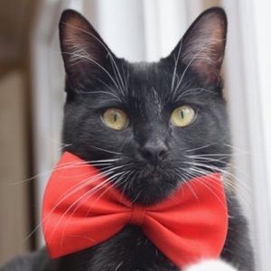 Meet your Posher, Carin